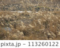 ススキの群生 113260122