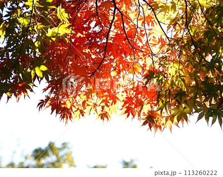 モミジの紅葉のイメージ 113260222