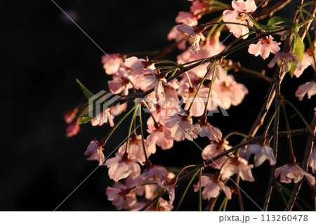 福岡市舞鶴公園の夜桜 113260478