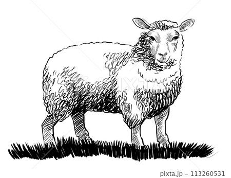 Sheep animal. Hand drawn retro styled black and white illustration Sheep animal. Hand drawn retro styled black and white illustration 113260531