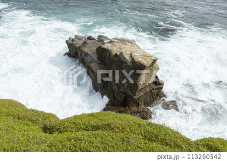 Coronado Beach. Sea or Ocean Waves Bumped into Rock with harbor seal and green grass Pacific coast line in San Diego, USA, California. Wallpaper, Scenic Backdrop. Horizontal 113260542