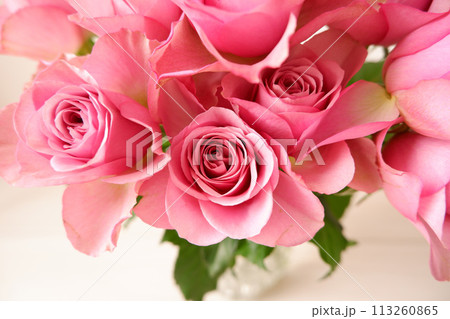 美しいピンクのバラ、華やかなダスティーピンクの薔薇 113260865