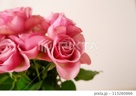 美しいピンクのバラ、華やかなダスティーピンクの薔薇 113260866