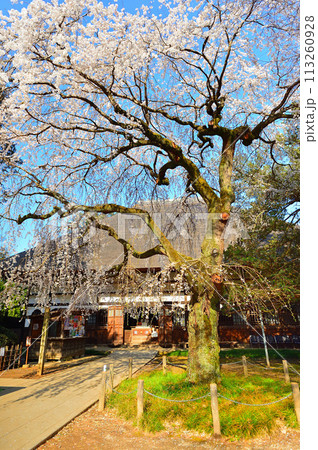 茂林寺の枝垂れ桜(群馬県館林市) 茂林寺の枝垂れ桜(群馬県館林市) 113260928