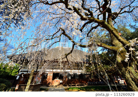 茂林寺の枝垂れ桜（群馬県館林市） 113260929