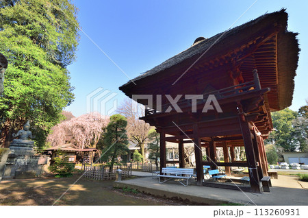 茂林寺の枝垂れ桜(群馬県館林市) 茂林寺の枝垂れ桜(群馬県館林市) 113260931
