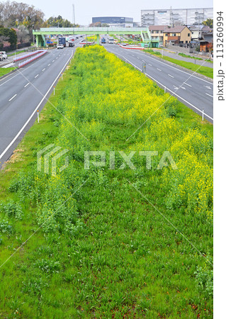菜の花畑 上尾道路 あおぞら橋歩道橋からの風景 菜の花畑 上尾道路 あおぞら橋歩道橋からの風景 113260994
