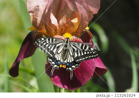 ドイツアヤメの花に止まるナミアゲハ（アゲハ） 113261024