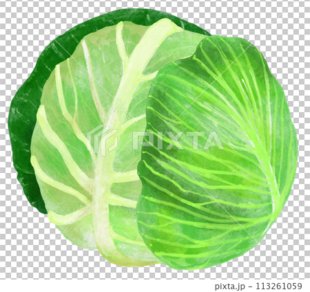 外葉捲心菜水彩畫插圖 113261059