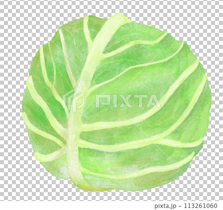 水彩畫的白菜插圖 113261060