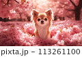 満開の桜の花の穏やかな美しさを楽しんでいる犬。 113261100