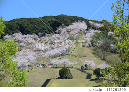 桜の観音池公園 113261206