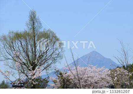 桜の観音池公園 桜の観音池公園 113261207