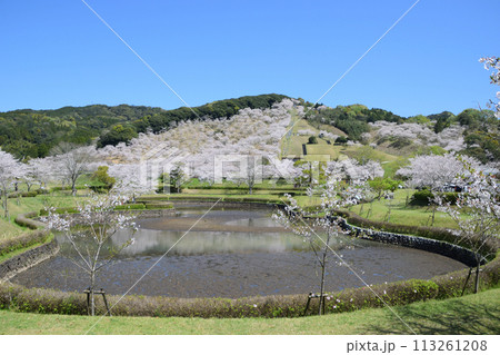 桜の観音池公園 113261208