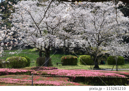 桜の観音池公園 113261210
