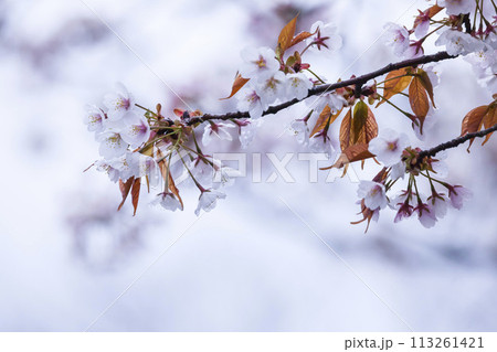 雨の日の綺麗に咲いた山桜の花 ヤマザクラの写真素材 [113261421] - PIXTA 