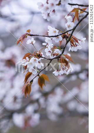 雨の日の綺麗に咲いた山桜の花 ヤマザクラ 113261422