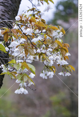 雨の日の綺麗に咲いた山桜の花 ヤマザクラの写真素材 [113261424] - PIXTA 