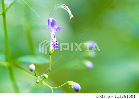 カリガネソウの青花 カリガネソウの青花 113261601