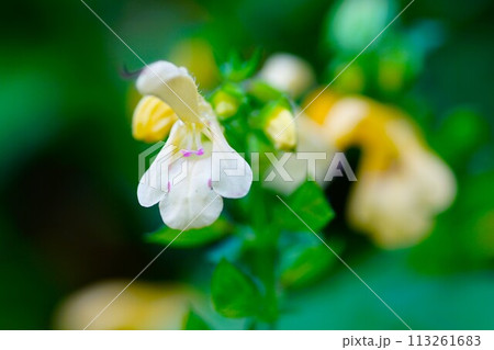 キバナアキギリの花 113261683