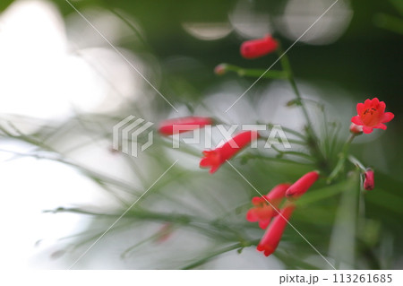 ハナチョウジの花 113261685
