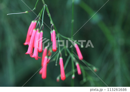 雨に濡れたハナチョウジの花の蕾 113261686