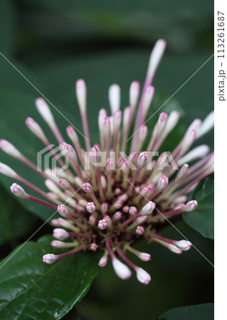 クレロデンドルム ・クアドリロクラレの花の蕾 113261687