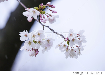 雨の日の綺麗に咲いた桜の花 ソメイヨシノ 雨の日の綺麗に咲いた桜の花 ソメイヨシノ 113261731