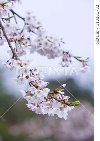 雨の日の綺麗に咲いた桜の花 ソメイヨシノ 113261732