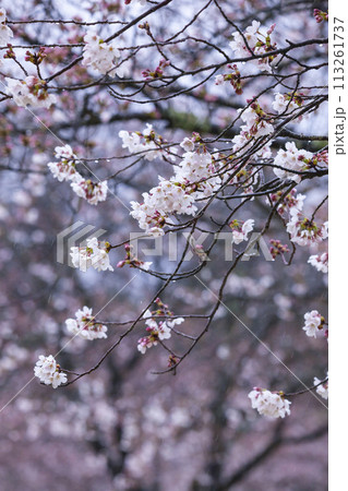 雨の日の綺麗に咲いた桜の花 ソメイヨシノ 雨の日の綺麗に咲いた桜の花 ソメイヨシノ 113261737