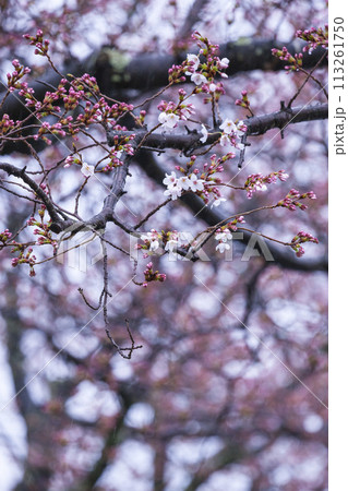 雨の日の綺麗に咲いた桜の花 ソメイヨシノ 113261750