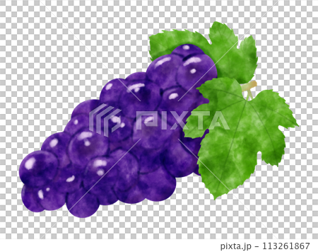 Watercolor illustration of grapes with leaves Watercolor illustration of grapes with leaves 113261867
