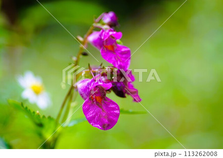 ユニークな小さい秋の花、紫色のツリフネソウ 113262008
