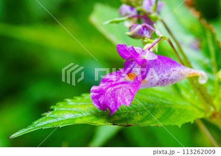 ユニークな小さい秋の花、紫色のツリフネソウ ユニークな小さい秋の花、紫色のツリフネソウ 113262009