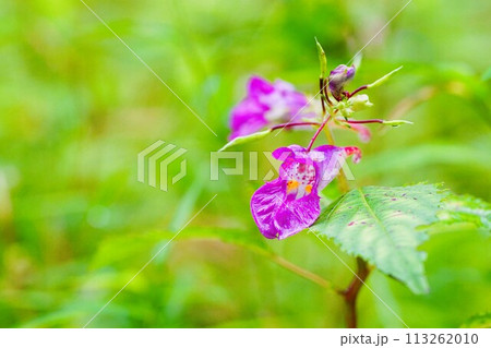 ユニークな小さい秋の花、紫色のツリフネソウ ユニークな小さい秋の花、紫色のツリフネソウ 113262010