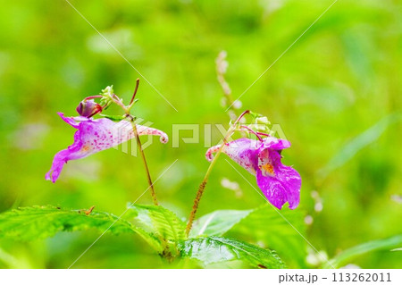 ユニークな小さい秋の花、紫色のツリフネソウ ユニークな小さい秋の花、紫色のツリフネソウ 113262011