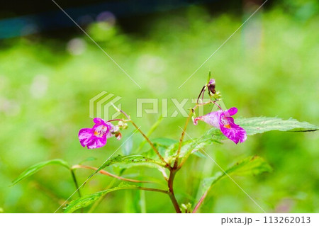 ユニークな小さい秋の花、紫色のツリフネソウ ユニークな小さい秋の花、紫色のツリフネソウ 113262013