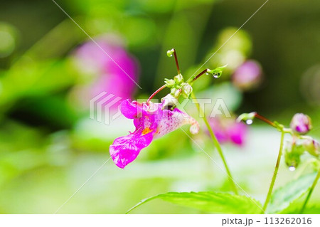 ユニークな小さい秋の花、紫色のツリフネソウ ユニークな小さい秋の花、紫色のツリフネソウ 113262016