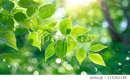 新緑の葉が輝く イメージ素材 新緑の葉が輝く イメージ素材 113262186