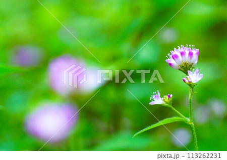 秋の花、小さなミゾソバの花 秋の花、小さなミゾソバの花 113262231