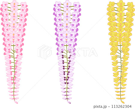 カラフルな藤の花 113262304