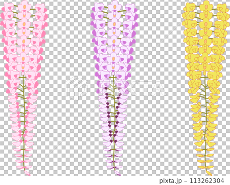カラフルな藤の花 113262304