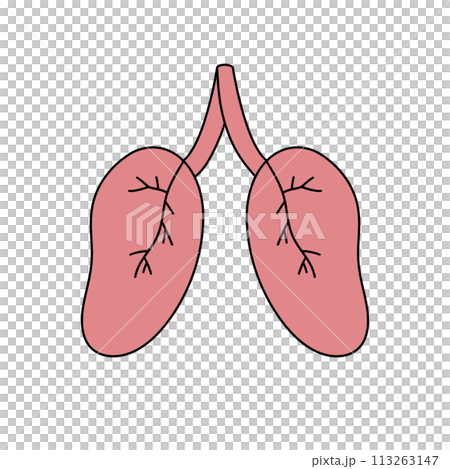 The image is of two lungs, one on the left and one on the right The image is of two lungs, one on the left and one on the right 113263147