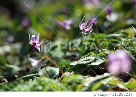 カタクリなど春の可愛い山野草 113263217