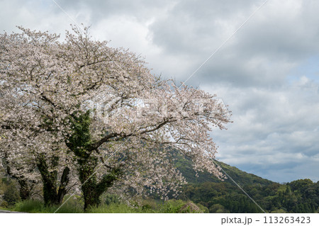 さくらの花が咲き乱れる熊本県の桜の所 113263423