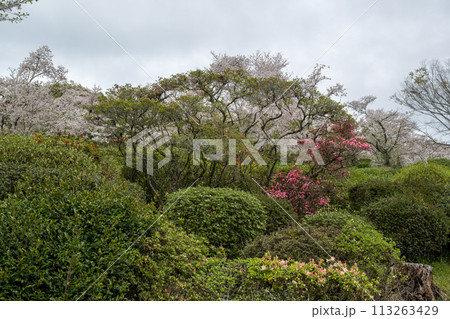 さくらの花が咲き乱れる熊本県の桜の所 113263429