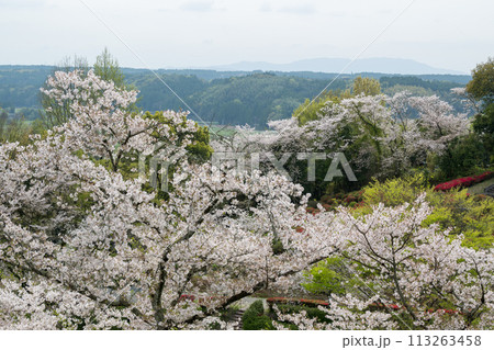 さくらの花が咲き乱れる熊本県の桜の所 113263458