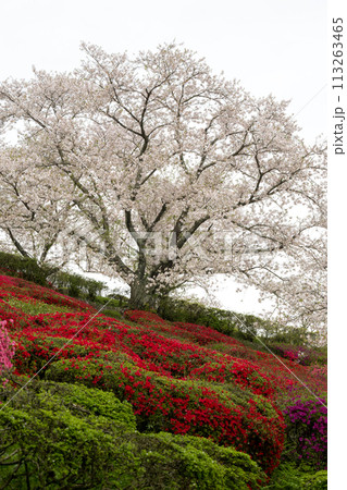 さくらの花が咲き乱れる熊本県の桜の所 113263465
