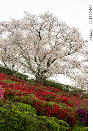 さくらの花が咲き乱れる熊本県の桜の所 113263466