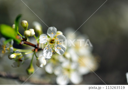 山里の美しい春の花 113263519